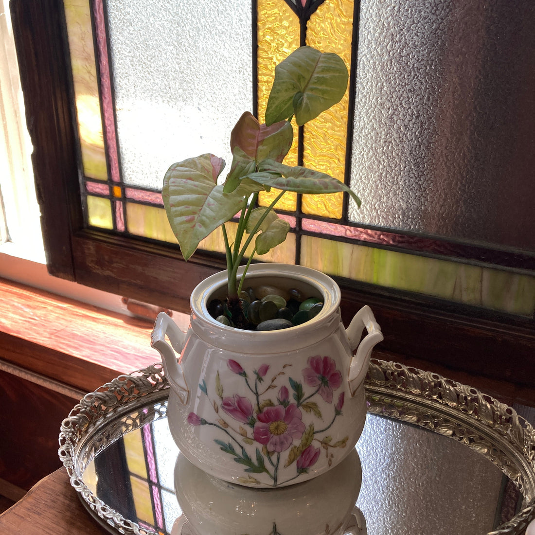 Houseplants Displayed in Vintage Finds for a Fresh, Eclectic Vibe