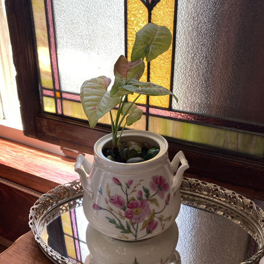 Houseplants Displayed in Vintage Finds for a Fresh, Eclectic Vibe